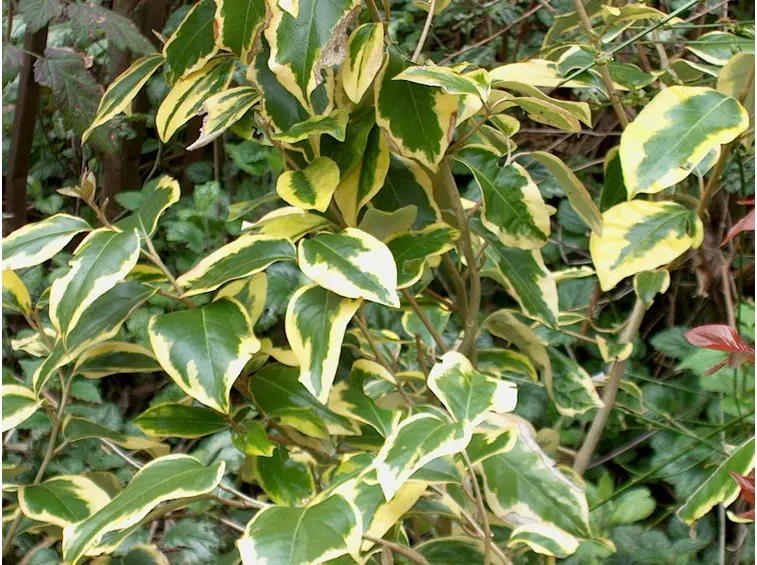 Eleagno pianta