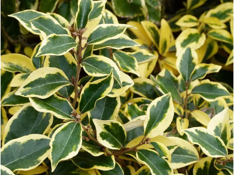 Eleagnus foglie