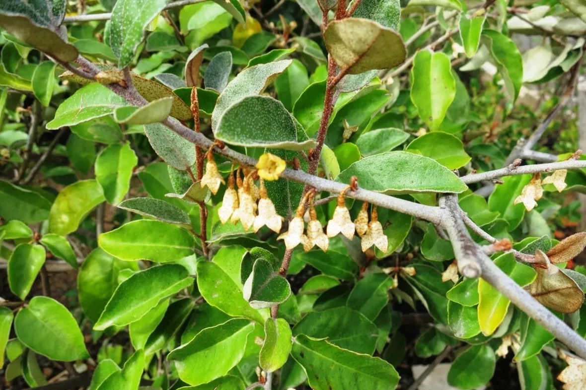 Eleagnus pianta