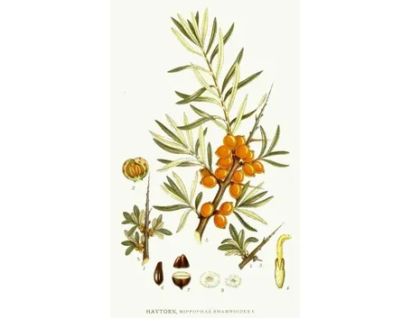 hippophae rhamnoides