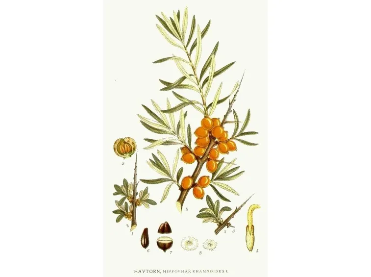 hippophae rhamnoides