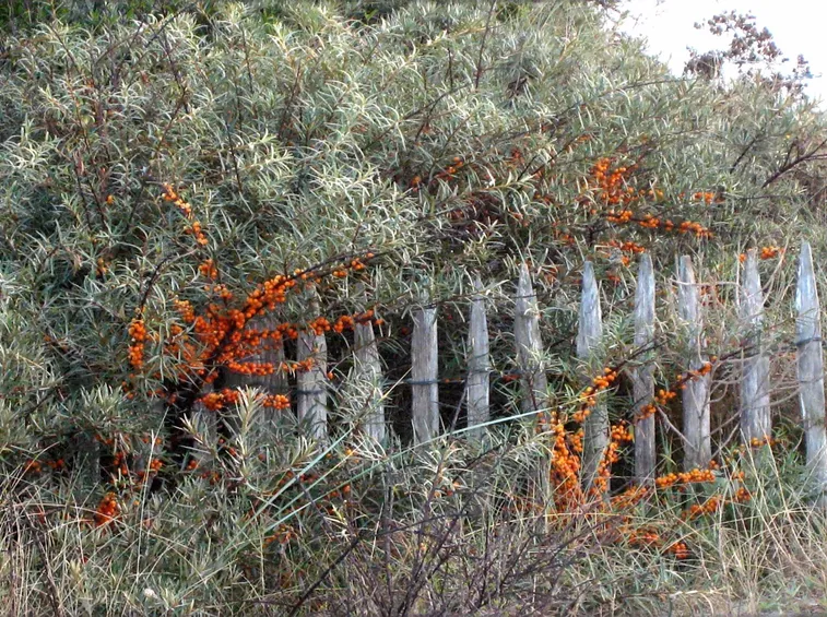 l'olivello spinoso è un arbusto rustico