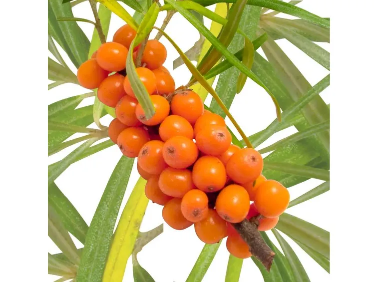 bacche di olivello spinoso