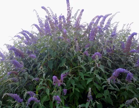 Buddleia pianta