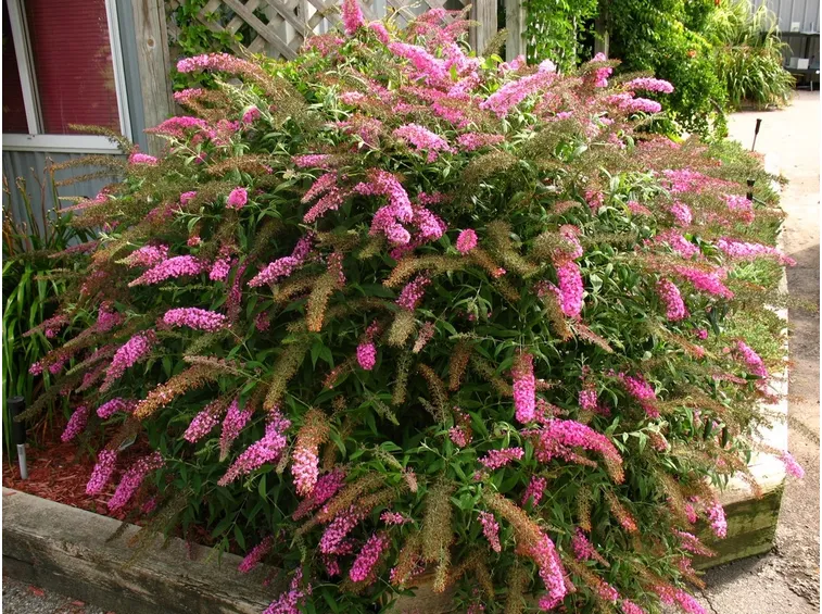 Buddleia aiuola