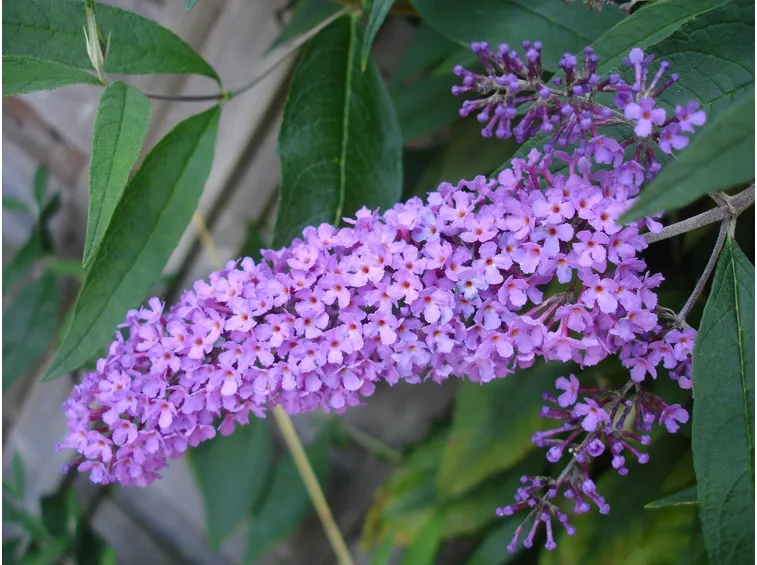 Buddleja fiori