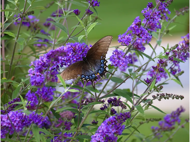 Buddleia coltivazione