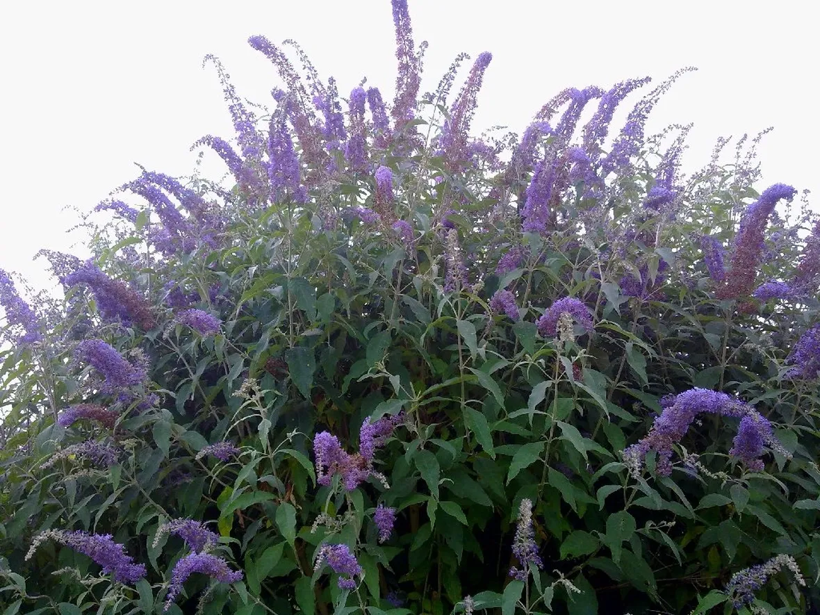 Buddleia pianta