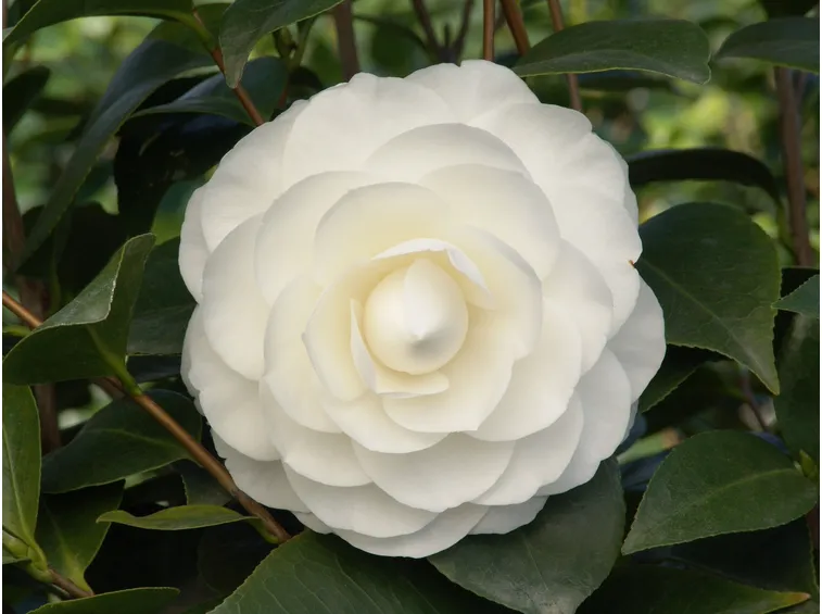 Camelia bianca