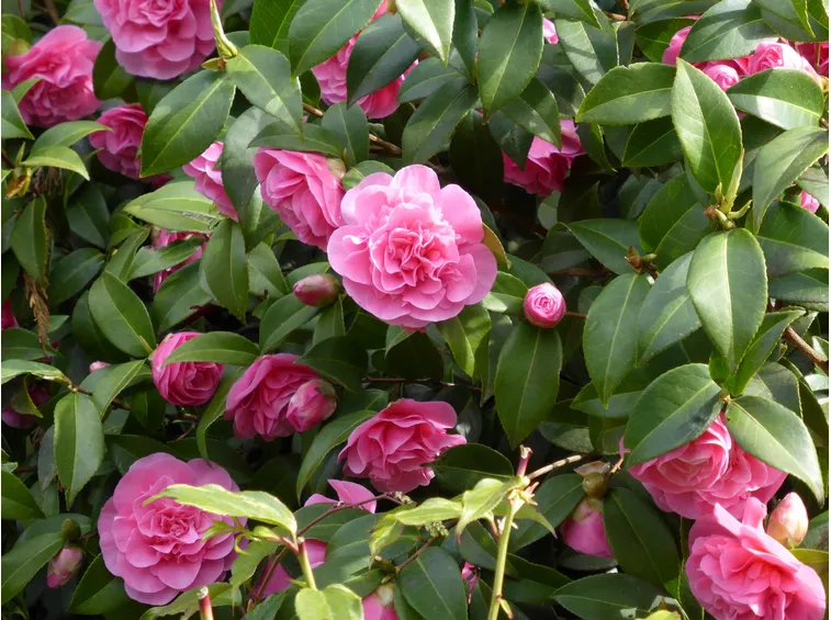camelia fiorita