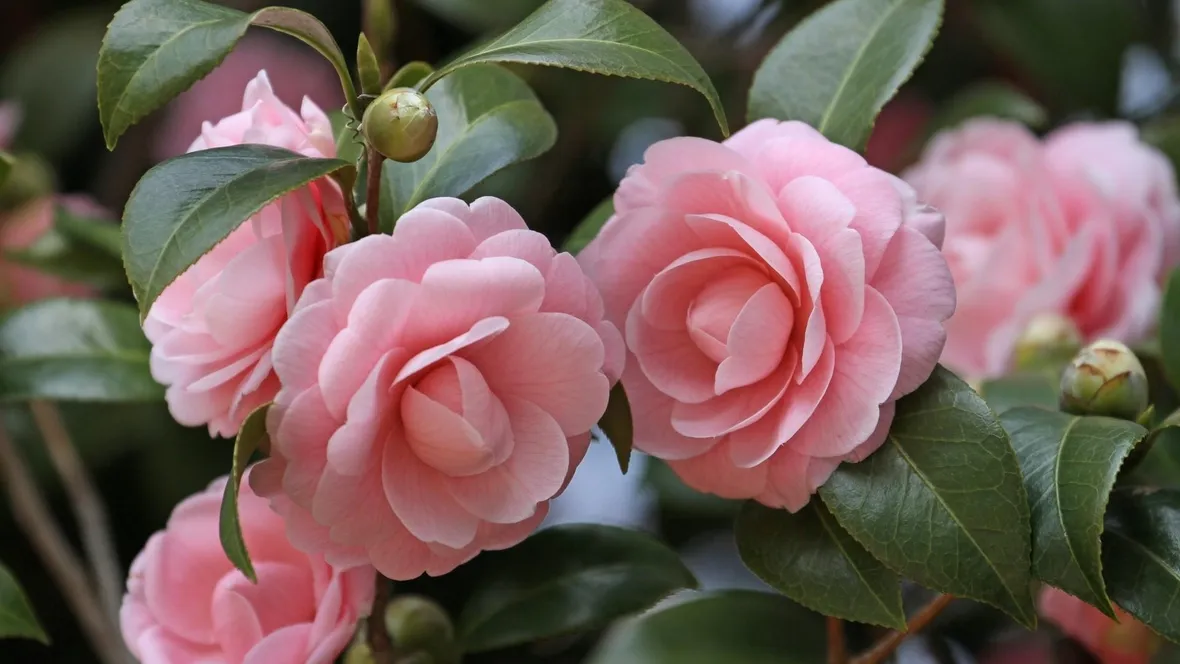 Camelia rosa
