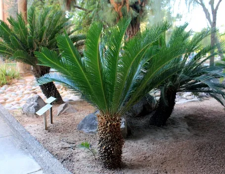 cycas revoluta
