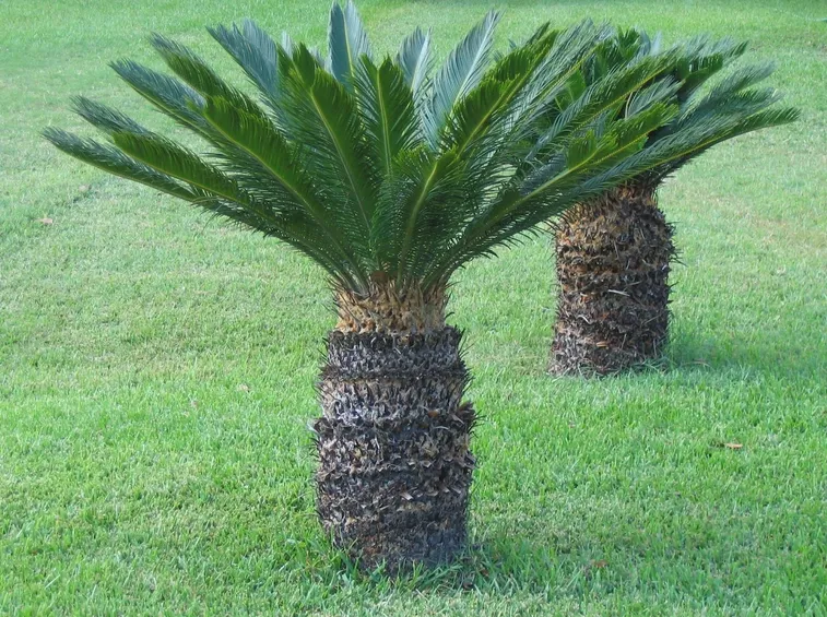 cycas coltivazione