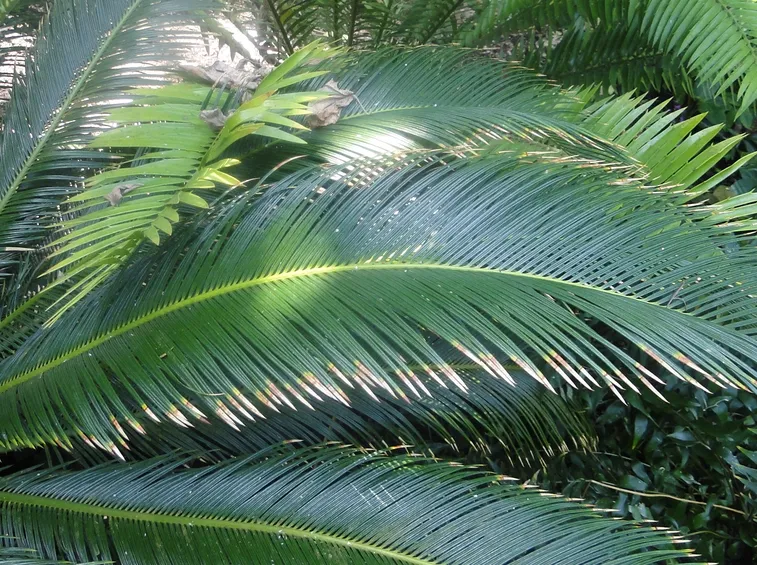 cycas revoluta