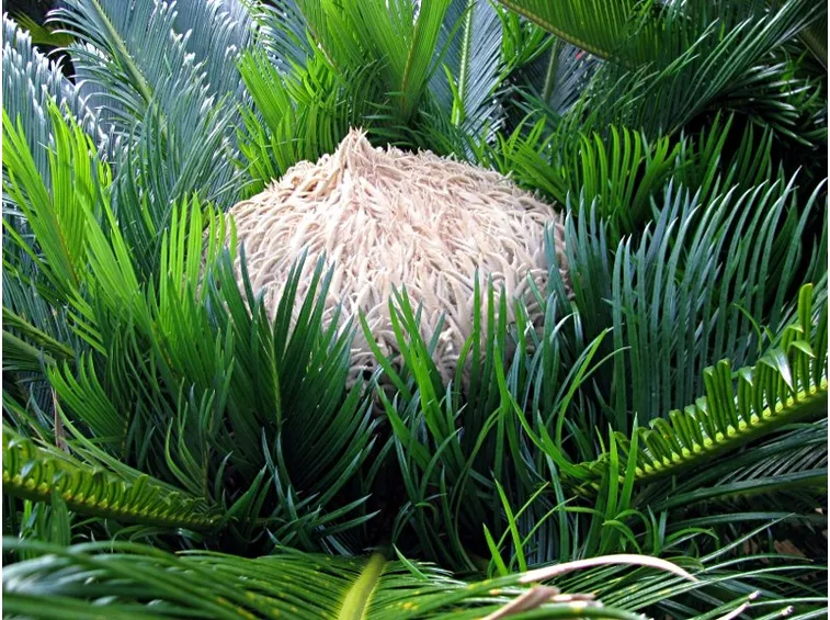 cycas revoluta