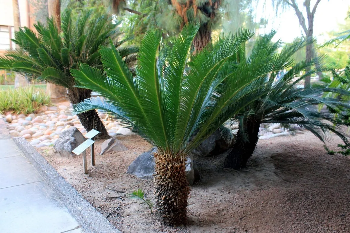 cycas revoluta