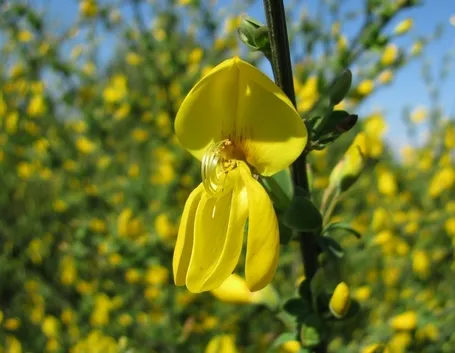 Cytisus scoparius