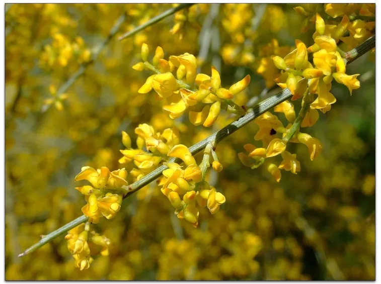 ginestra ramo