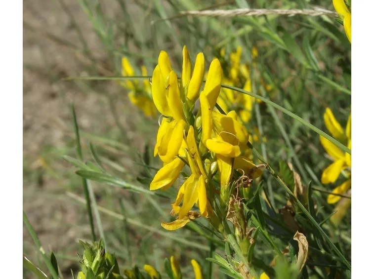 Cytisus lena