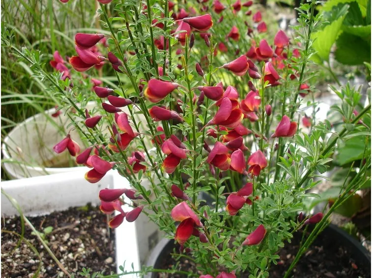 ginestra rosa