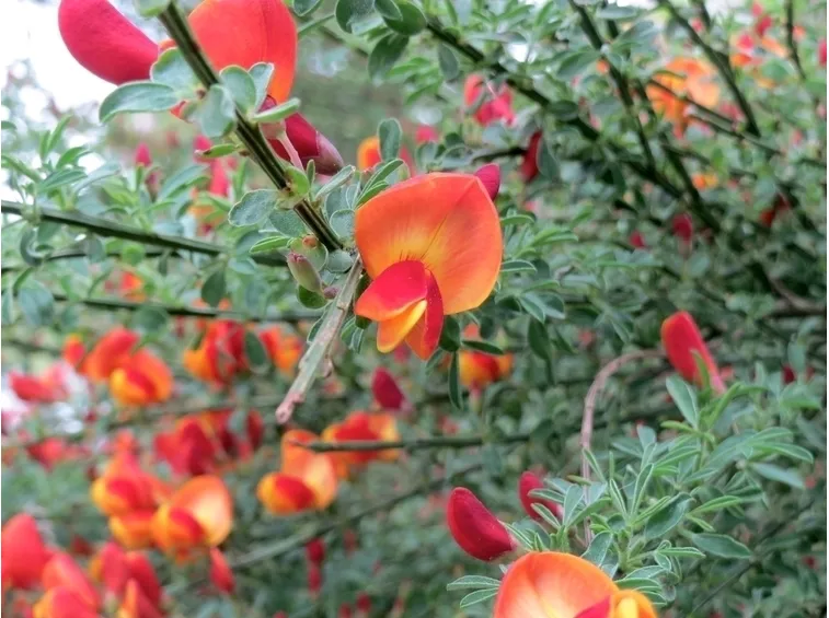 ginestra rossa