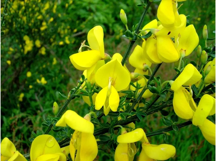 Spartium junceum