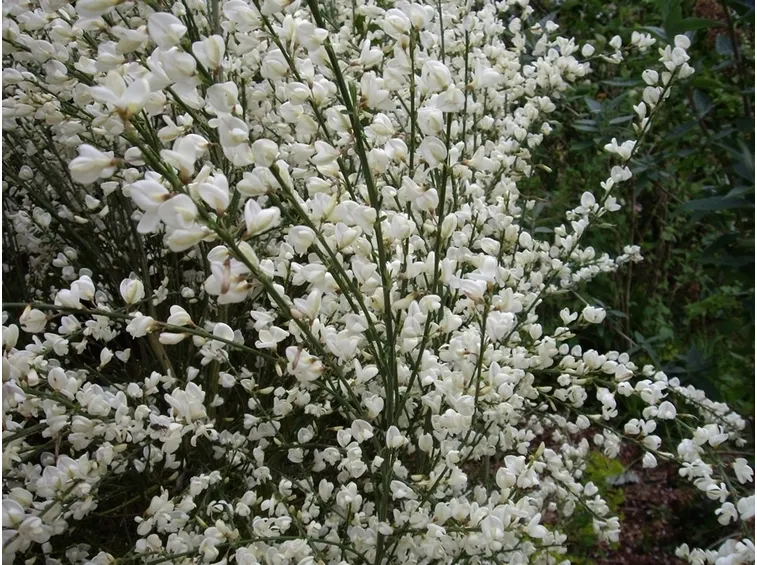 cytisus albus