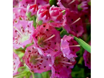 kalmia angustifolia rubra