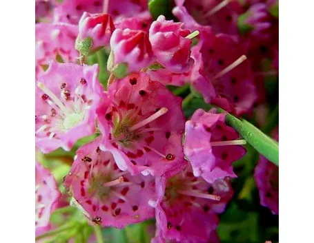 kalmia angustifolia rubra