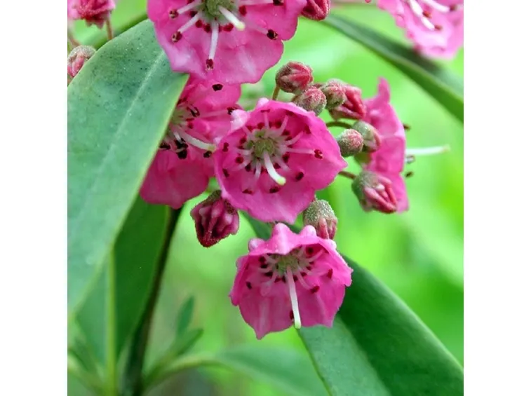 kalmia angustifolia