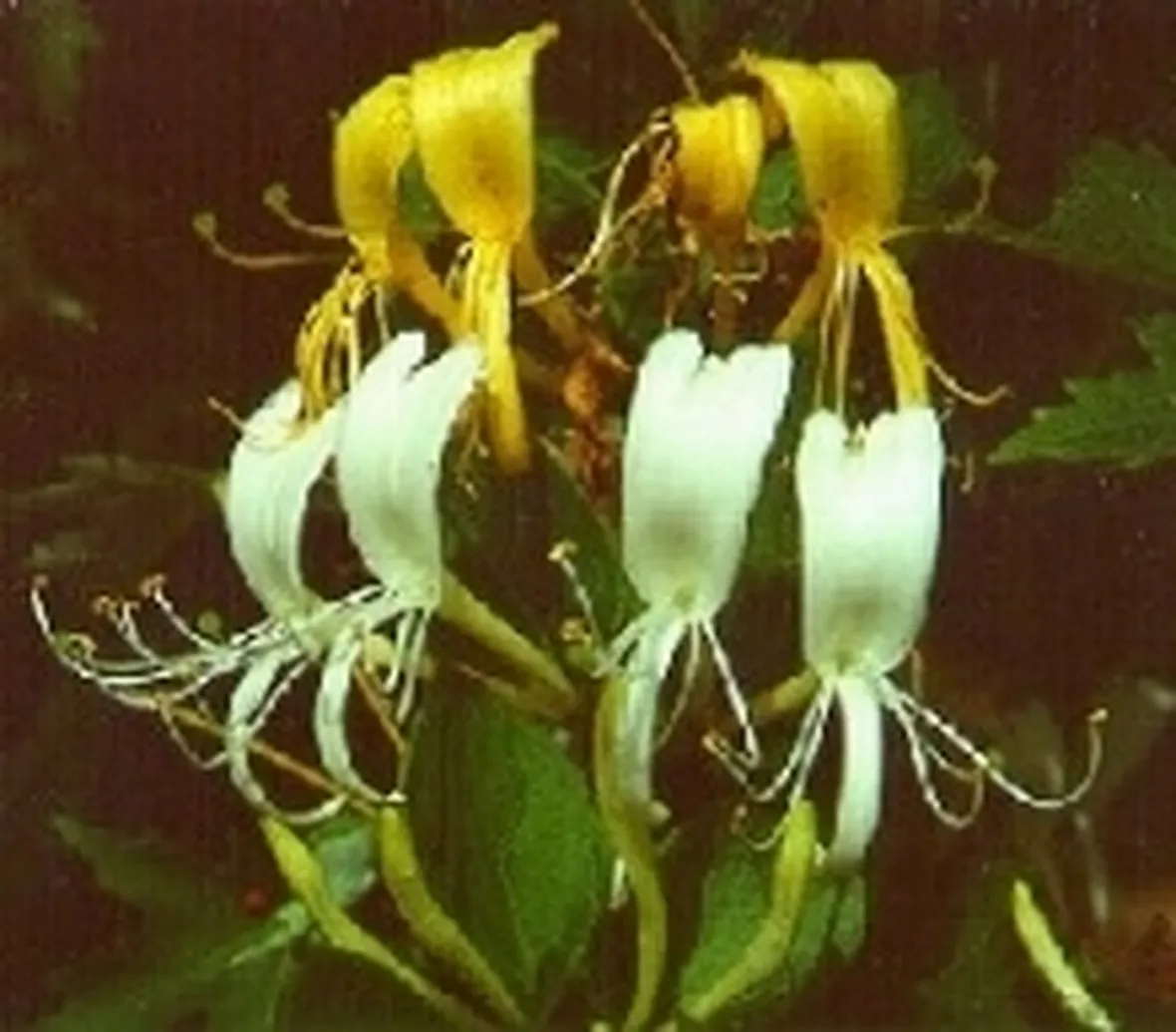 lonicera japonica