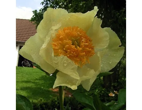 paeonia claire de lune