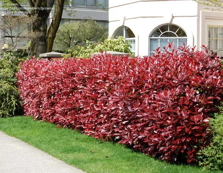 photinia fraseri red robin