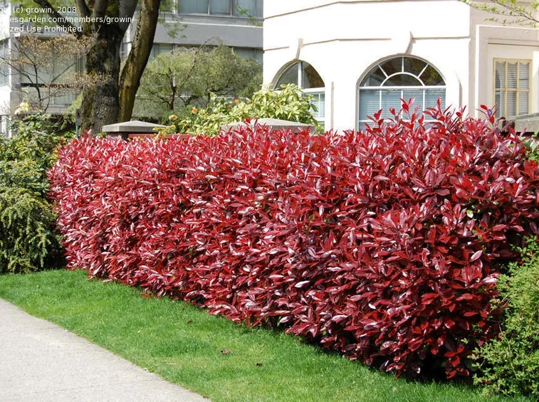 photinia fraseri red robin