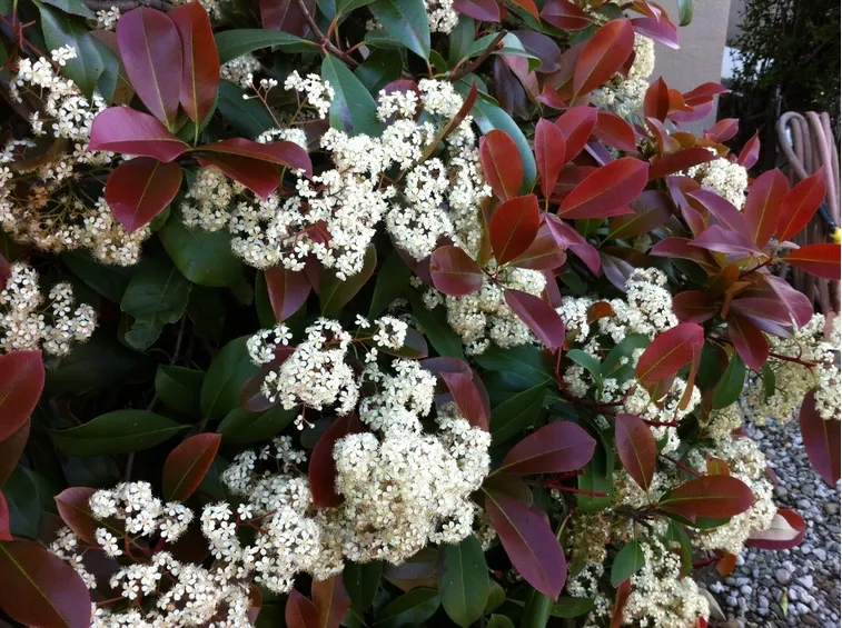 Photinia fiore