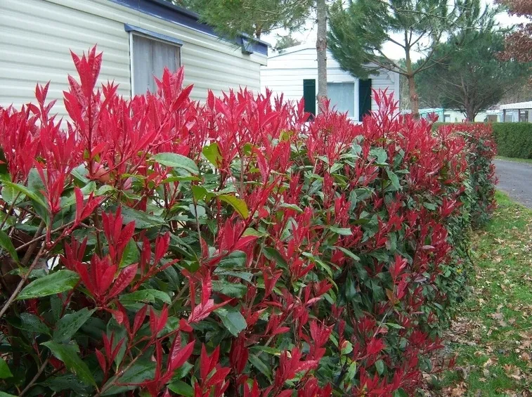 siepe photinia