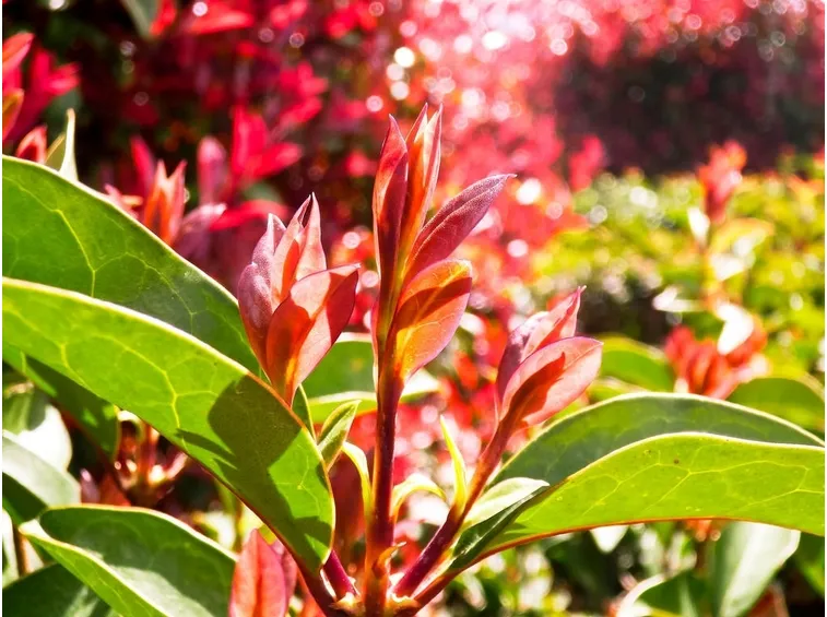 Photinia