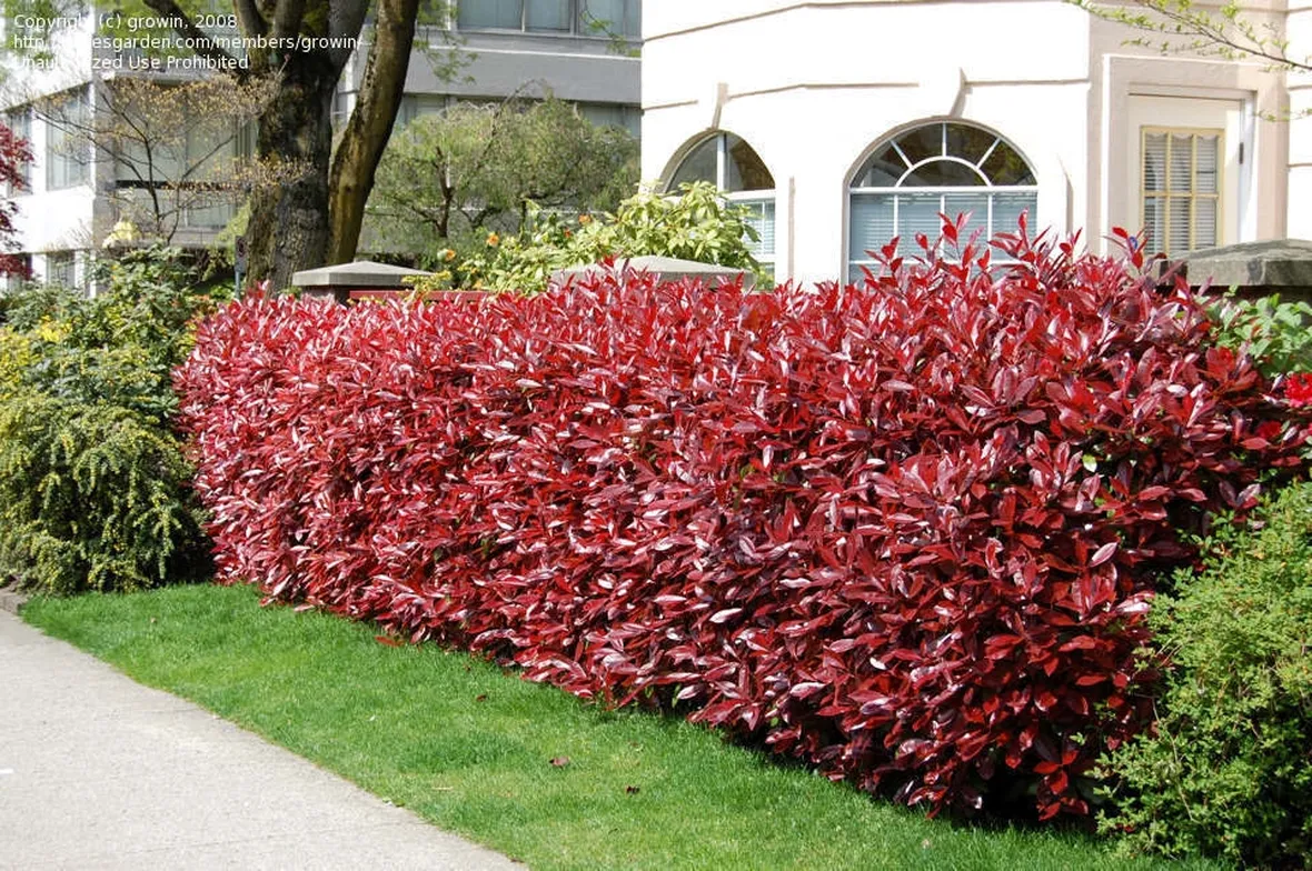 photinia fraseri red robin