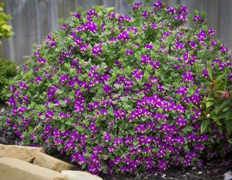Polygala