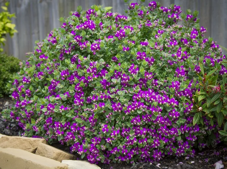 Polygala