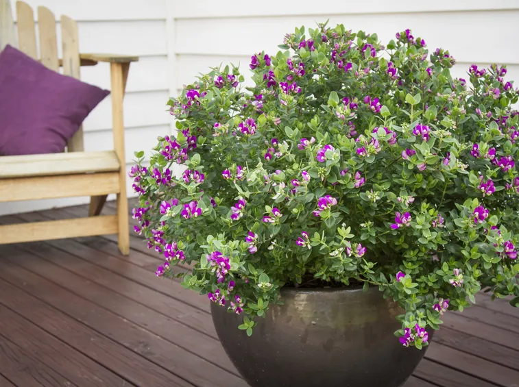 Polygala