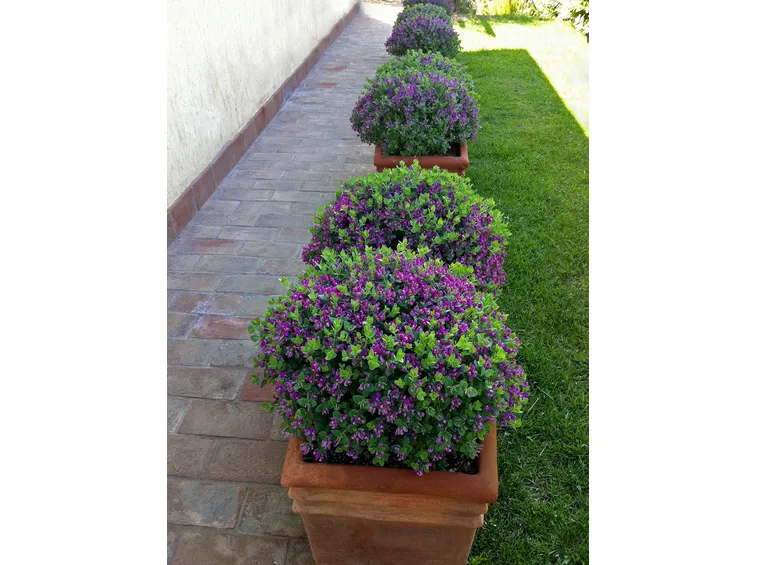 polygala in vaso