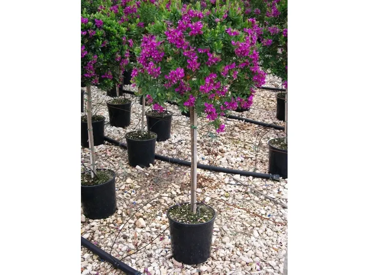 polygala ad alberello