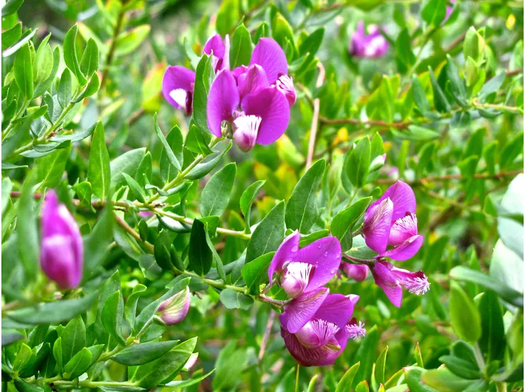 fiori polygala