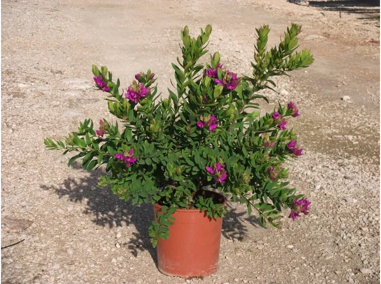 polygala