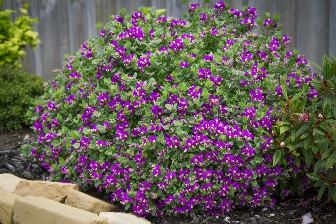 Polygala
