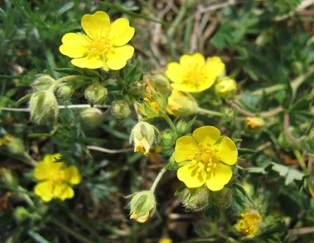 potentilla alba