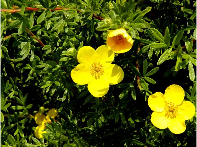 potentilla