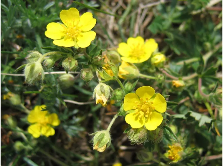 potentilla alba