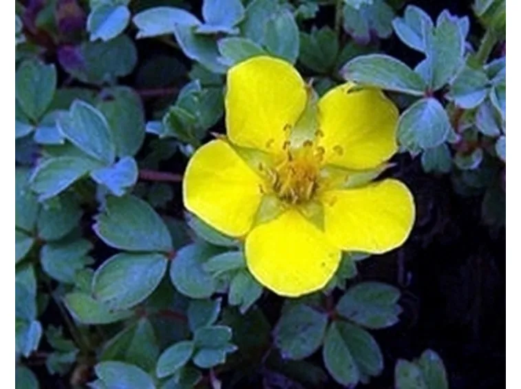 potentilla eriocarpa